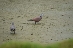 Streptopelia tranquebarica