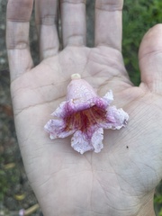 Bignoniaceae