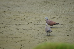 Streptopelia tranquebarica