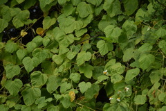 Passiflora vesicaria