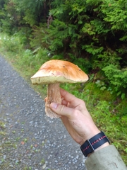 Boletus edulis