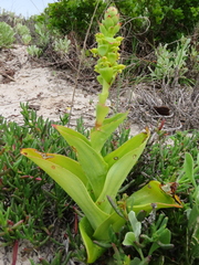 Satyrium odorum
