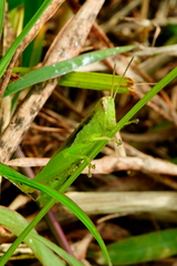 Pseudoxya diminuta
