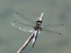 Libellula fulva