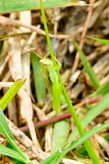 Pseudoxya diminuta