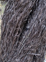 Allocasuarina inophloia