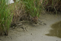 Gallinago