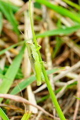 Pseudoxya diminuta