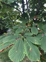 Aesculus hippocastanum