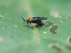 Atomacera decepta