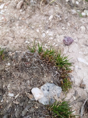 Ficinia overbergensis