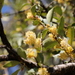 Thorn Pear - Photo (c) fayne, some rights reserved (CC BY-NC), uploaded by fayne