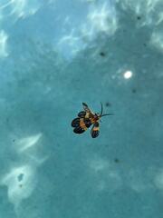 Calopteron