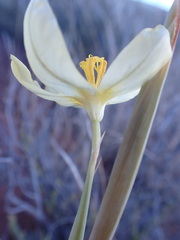 Moraea pallida