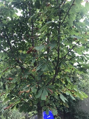 Aesculus hippocastanum