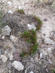 Ficinia overbergensis