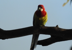 Platycercus eximius