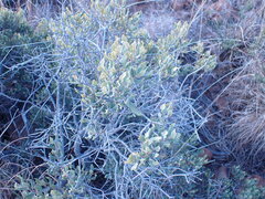 Euclea crispa ovata