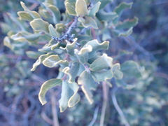 Euclea crispa ovata