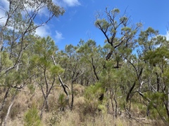 Allocasuarina inophloia
