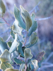 Euclea crispa ovata