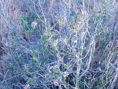 Felicia filifolia