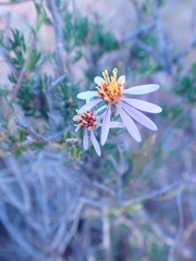 Felicia filifolia