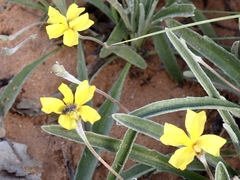 Goodenia willisiana