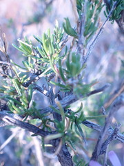 Felicia filifolia