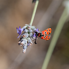 Zygaena fausta