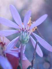 Felicia filifolia