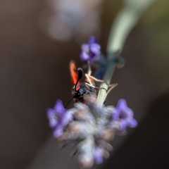 Zygaena fausta