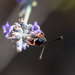 Zygaena fausta