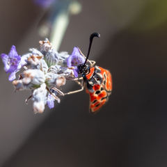 Zygaena fausta