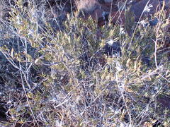 Dodonaea viscosa