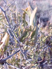 Dodonaea viscosa