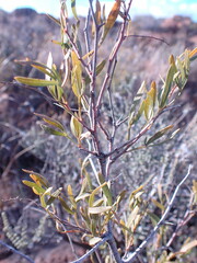 Dodonaea viscosa
