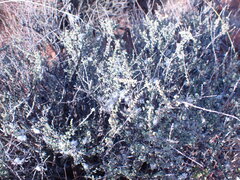 Eriocephalus ericoides