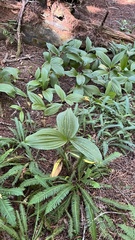 Veratrum fimbriatum