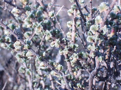 Eriocephalus ericoides