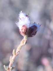 Eriocephalus ericoides