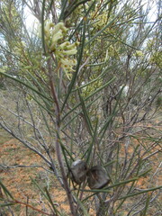 Hakea