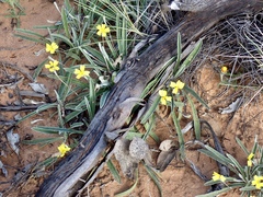 Goodenia willisiana