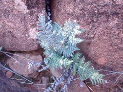 Cheilanthes eckloniana