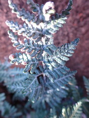 Cheilanthes eckloniana