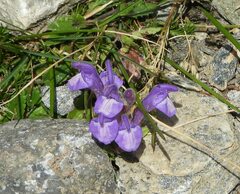Scutellaria alpina