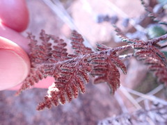Cheilanthes eckloniana