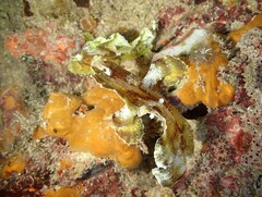 Taenianotus triacanthus