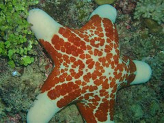 Choriaster granulatus