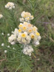 Pseudognaphalium viscosum